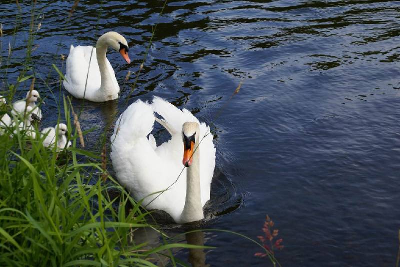 Schwaene auf der Sauer Bild Nr.034